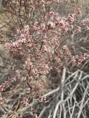 Eriogonum plumatella