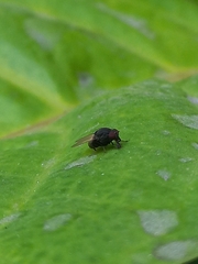 Minettia longipennis