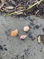 Austrofusus glans
