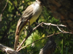 Myiarchus cinerascens