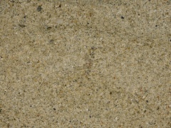 Ocypode occidentalis