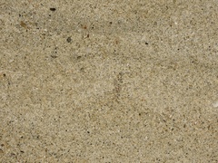 Ocypode occidentalis