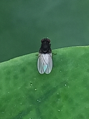 Minettia longipennis