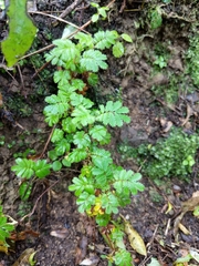 Acaena anserinifolia