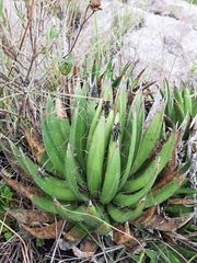 Agavoideae