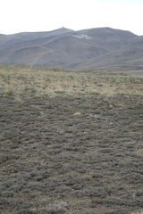 Nanophyton grubovii