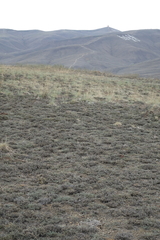 Nanophyton grubovii