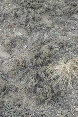 Nanophyton grubovii