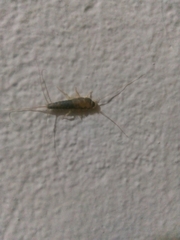 Ctenolepisma longicaudatum
