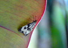 Nyctemera adversata