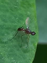 Allosepsis testacea