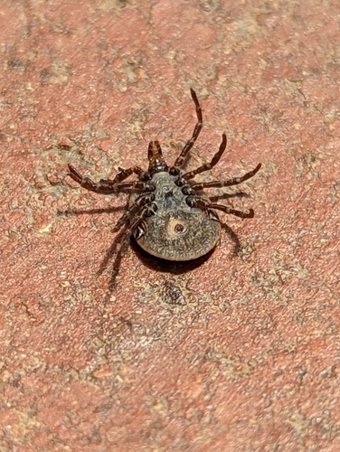 Kangaroo Tick photo 4