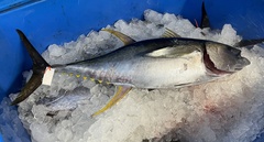 Thunnus albacares