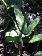 Phlebodium pseudoaureum