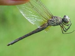 Erythrodiplax umbrata