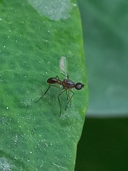 Allosepsis testacea