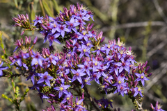 Calytrix leschenaultii