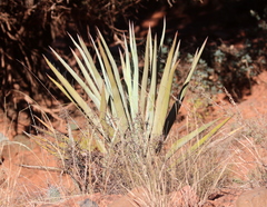 Yucca baccata