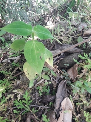 Piper umbellatum