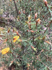 Pultenaea reflexifolia