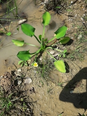 Limnocharis