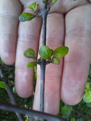 Coprosma crassifolia