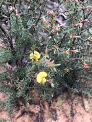 Pultenaea reflexifolia