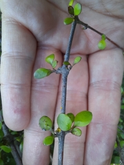 Coprosma crassifolia
