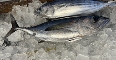 Thunnus atlanticus