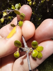 Coprosma crassifolia