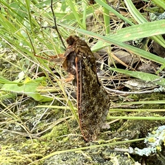 Dumbletonius characterifer