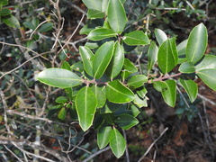 Ilex coriacea