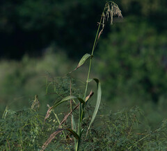 Sorghum arundinaceum