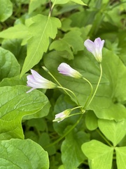 Oxalis metcalfei