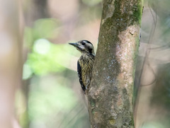 Yungipicus canicapillus