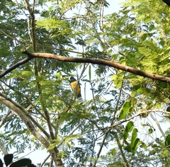 Trogon melanocephalus