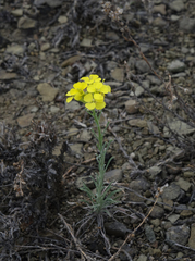 Erysimum flavum altaicum