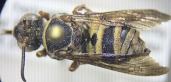Triepeolus distinctus
