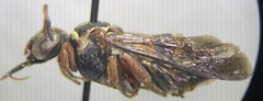 Triepeolus distinctus