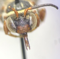 Triepeolus distinctus