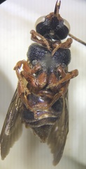 Triepeolus distinctus