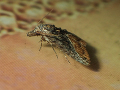 Fragilonola