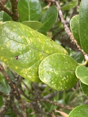 Tetranychus collyerae