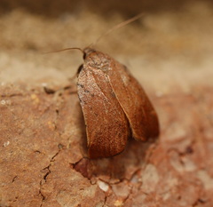 Tortricopsis pyroptis