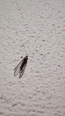 Eremochrysa punctinervis