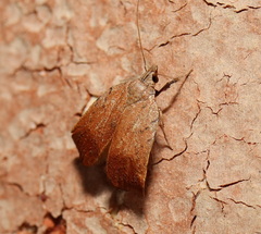 Tortricopsis pyroptis