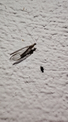 Eremochrysa punctinervis