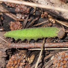 Heteronympha merope