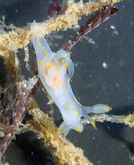 Ancula gibbosa