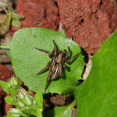 Artoriopsis